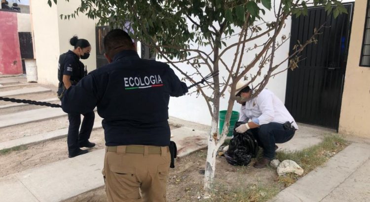 Un sujeto fue sorprendido en Juárez tratando de comerse a un perro
