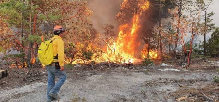 Reportan un total de 459 incendios forestales en la entidad