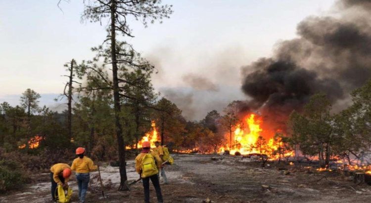 Reportan 20 incendios forestales activos en el estado de Chihuahua