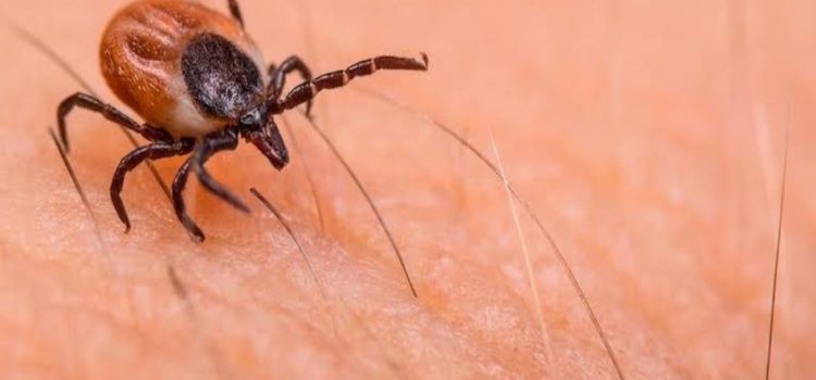 Emiten en el estado acciones preventivas para la rickettsiosis