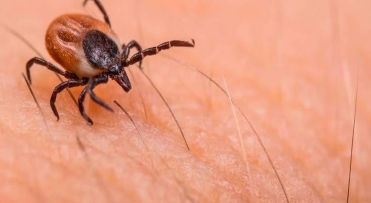 Emiten en el estado acciones preventivas para la rickettsiosis