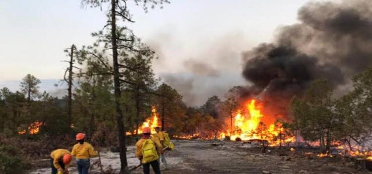 Registra la entidad 476 incendios forestales en lo que va del año