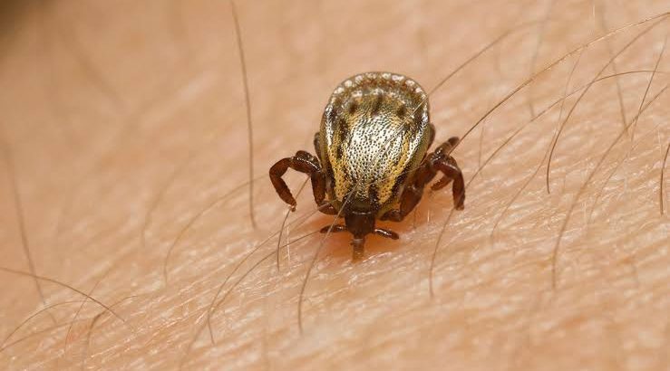 Al alza casos de rickettsia en Ciudad Juárez