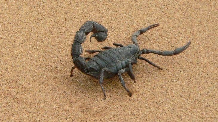 Emiten alerta en Juárez por tráfico de especies del desierto