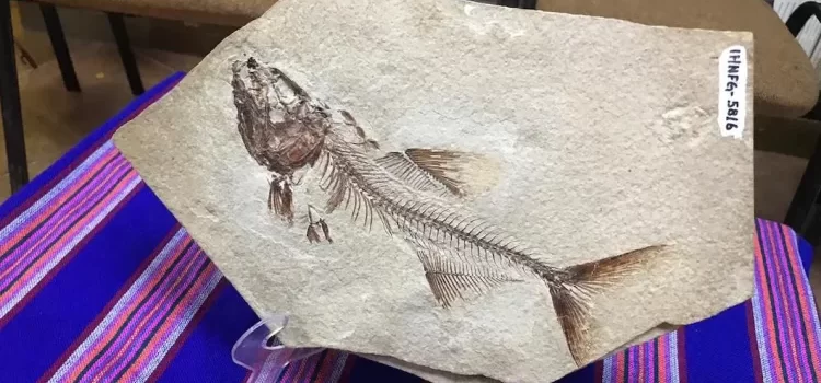 Investigadores hallan fósil de pez de casi 100 millones de años en Chiapas