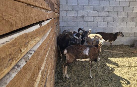 Rescatan ganado y aves maltratados en Ciudad Juárez