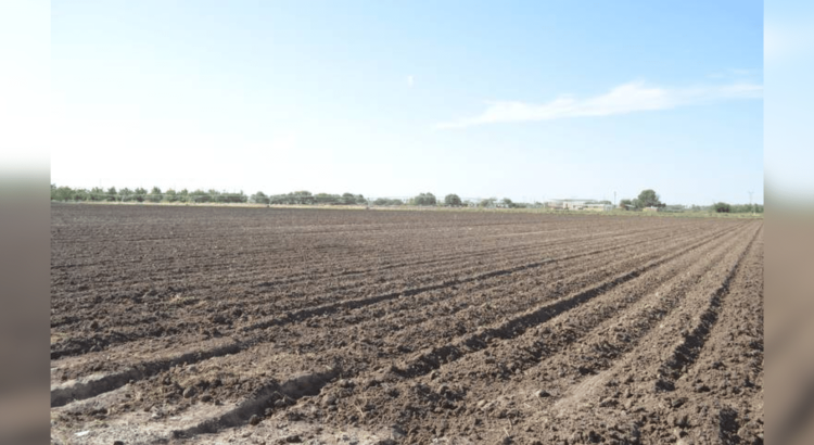 Ante un posible 2025 sin ciclo agrícola, implementarán protocolo de atención a la sequía