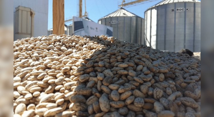 Producción de frijol se desploma al 25%; 2024, uno de los peores años para el sector