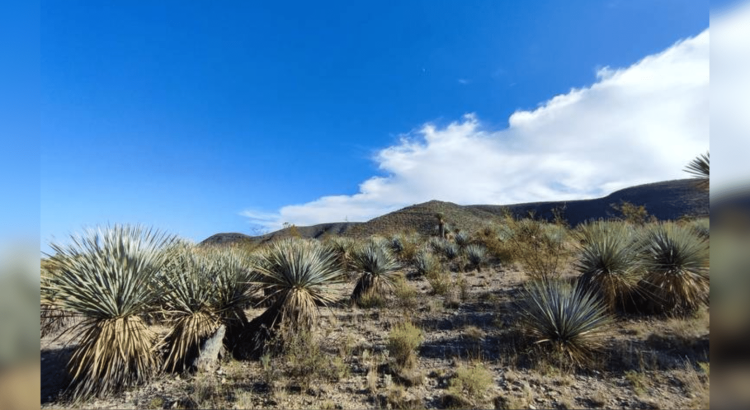 Una joya del desierto chihuahuense: La industria del sotol se abre paso en el mundo