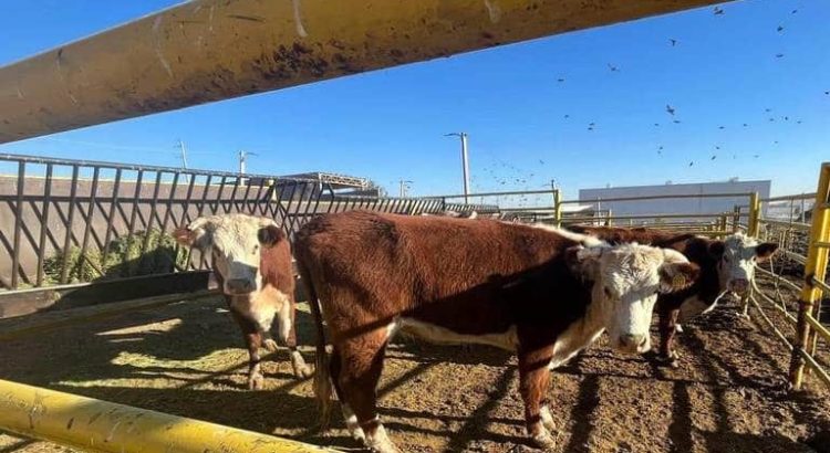 Se prevé que el cierre de la frontera para el ganado mexicano dure 15 días