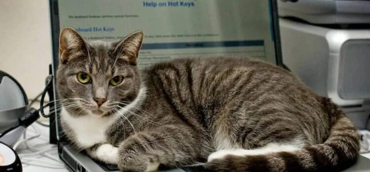 Empresa japonesa “contrata” gatos para reducir estrés y mejorar productividad en su oficina Empresa japonesa “contrata” gatos para reducir estrés y mejorar productividad en su oficina