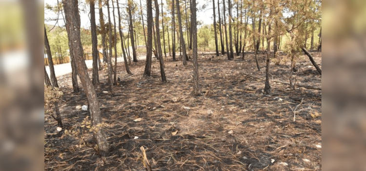 Registra Chihuahua dos incendios activos; han arrasado con casi 300 hectáreas
