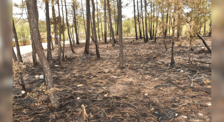 Registra Chihuahua dos incendios activos; han arrasado con casi 300 hectáreas