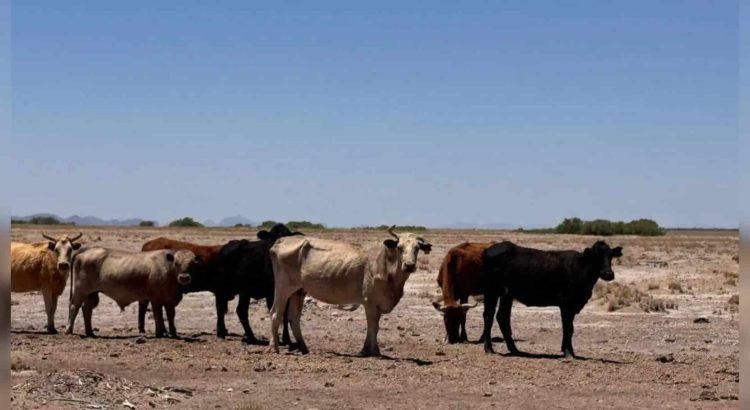 Precio del ganado es aliciente para ganaderos de Chihuahua