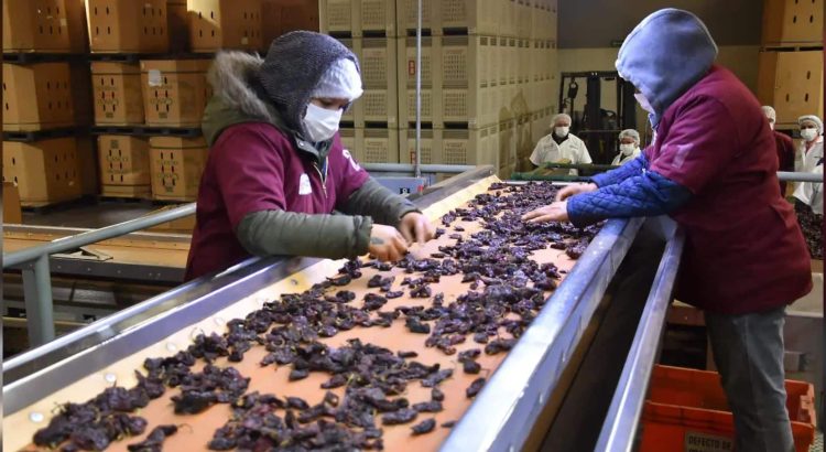Producción de chipotle caerá 30% este año por poca disponibilidad de agua para ciclo agrícola