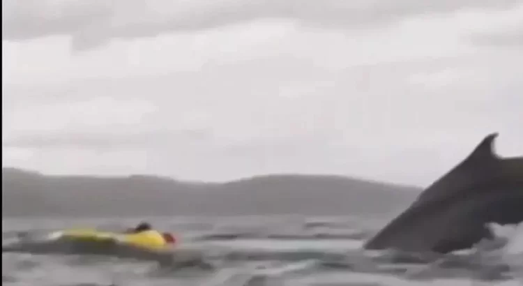 Se lo tragó una ballena … y sobrevivió para contarlo