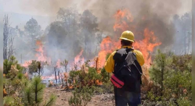 Registra Chihuahua cinco incendios forestales activos en tres municipios de la Sierra Tarahumara