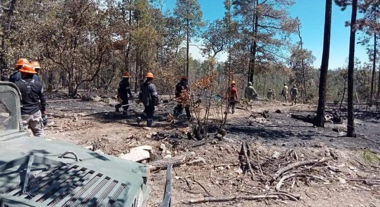 Coordinan esfuerzos de 286 para sofocar 12 incendios forestales en Chihuahua