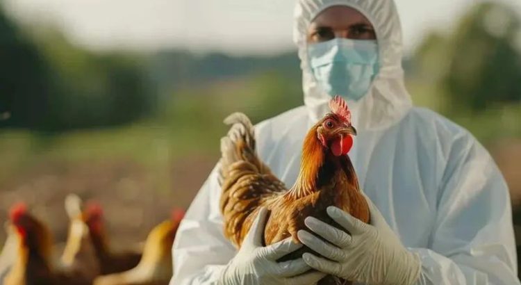 Confirman primer caso de influenza aviar H5N1 en México