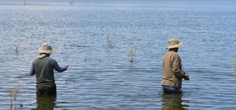 En peligro la biodiversidad acuática por prolongada sequía al sur del estado de Chihuahua En peligro la biodiversidad acuática por prolongada sequía al sur del estado de Chihuahua