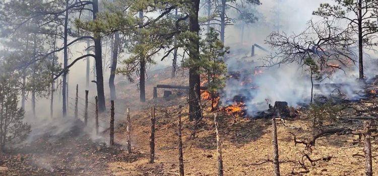 Permanecen activos 17 incendios forestales en ocho municipios del estado de Chihuahua