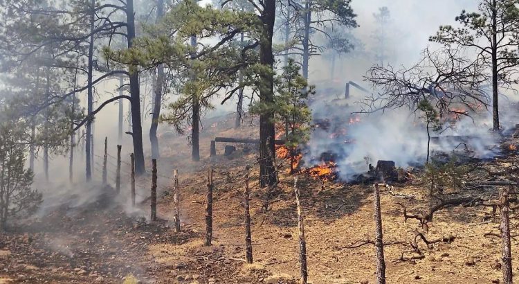 Permanecen activos 17 incendios forestales en ocho municipios del estado de Chihuahua