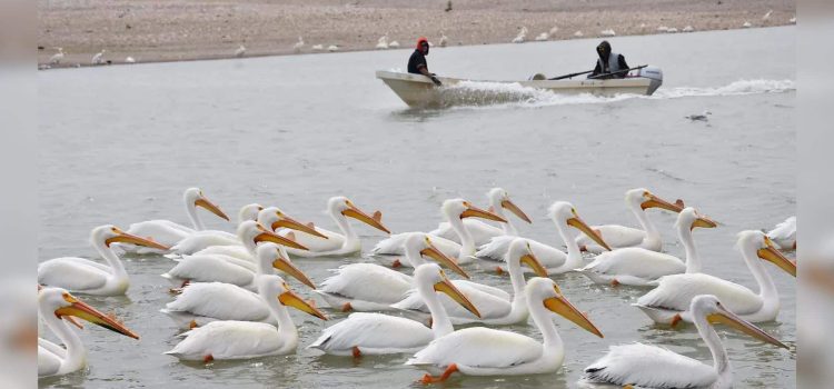 Hoy entra en vigor la veda de pesca de bagre en Chihuahua que se mantendrá hasta junio