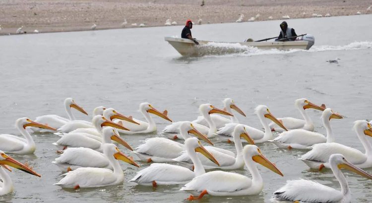 Hoy entra en vigor la veda de pesca de bagre en Chihuahua que se mantendrá hasta junio