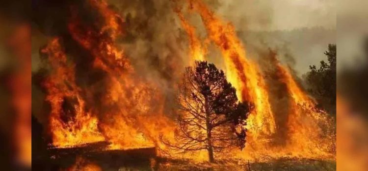Trabajamos sin descanso para combatir incendios forestales: Maru Campos llama a proteger los bosques Trabajamos sin descanso para combatir incendios forestales: Maru Campos llama a proteger los bosques