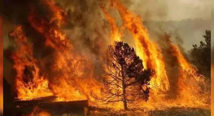 Trabajamos sin descanso para combatir incendios forestales: Maru Campos llama a proteger los bosques