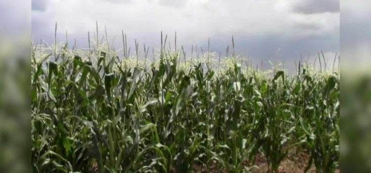 Chihuahua será parte del programa federal Cosechando Soberanía Chihuahua será parte del programa federal Cosechando Soberanía