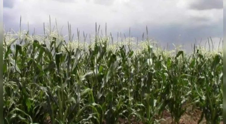 Chihuahua será parte del programa federal Cosechando Soberanía