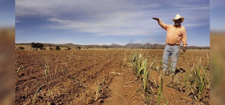 Sin empleo este año en Chihuahua por la sequía, unos 15 mil jornaleros Sin empleo este año en Chihuahua por la sequía, unos 15 mil jornaleros