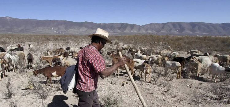 Se suman 12 municipios a la lista de afectados por la sequía excepcional que azota a Chihuahua