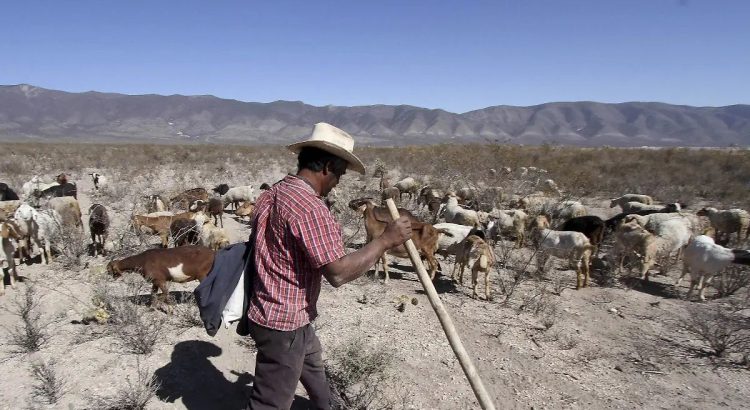Se suman 12 municipios a la lista de afectados por la sequía excepcional que azota a Chihuahua