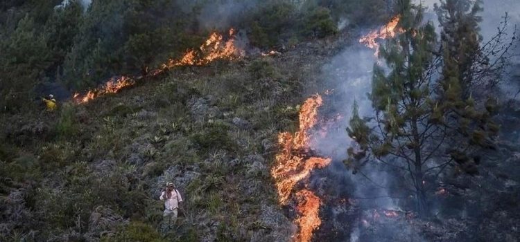 Chihuahua primer lugar nacional de superficie afectada por incendios forestales