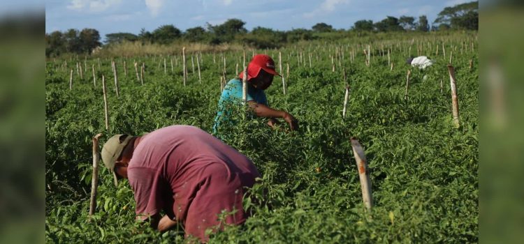 Productores de Chihuahua se amparan para entrar al programa de subsidio eléctrico para el campo Productores de Chihuahua se amparan para entrar al programa de subsidio eléctrico para el campo