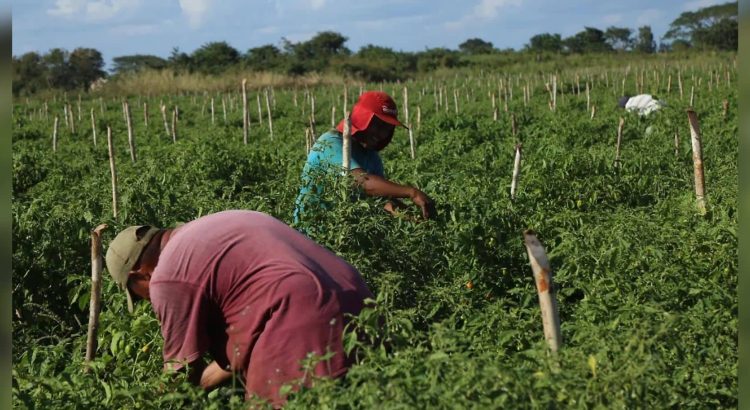 Productores de Chihuahua se amparan para entrar al programa de subsidio eléctrico para el campo
