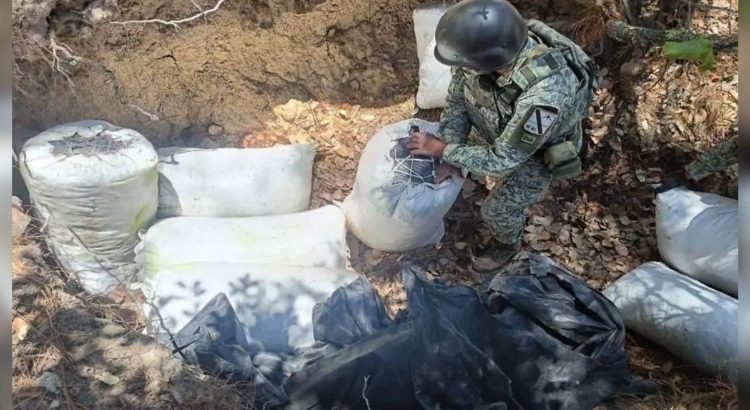 Operativo Frontera Norte asegura 350 kilos de marihuana en la Sierra de Chihuahua