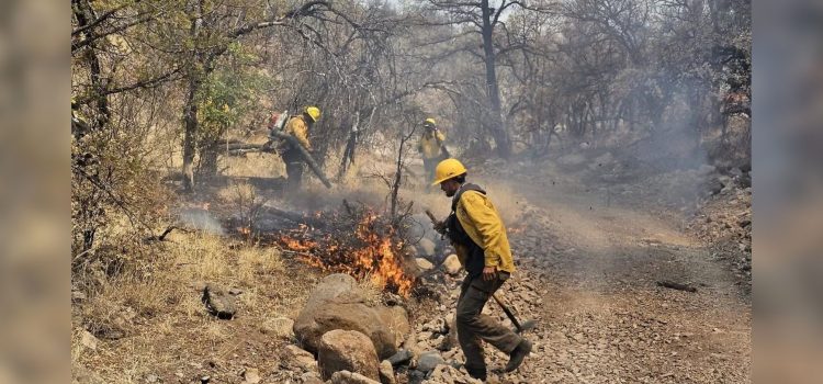 Arrasan incendios forestales con más de 80 mil hectáreas en Chihuahua