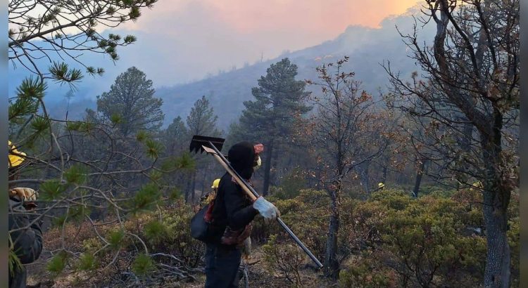 Han sido liquidados 388 incendios forestales en el estado de Chihuahua