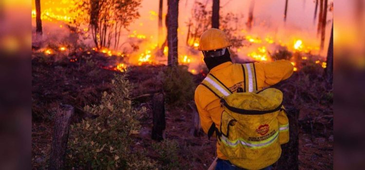 Se registran 23 incendios activos en la Sierra de Chihuahua; 443 brigadistas trabajan para combatirlos