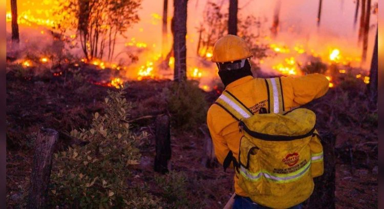 Se registran 23 incendios activos en la Sierra de Chihuahua; 443 brigadistas trabajan para combatirlos