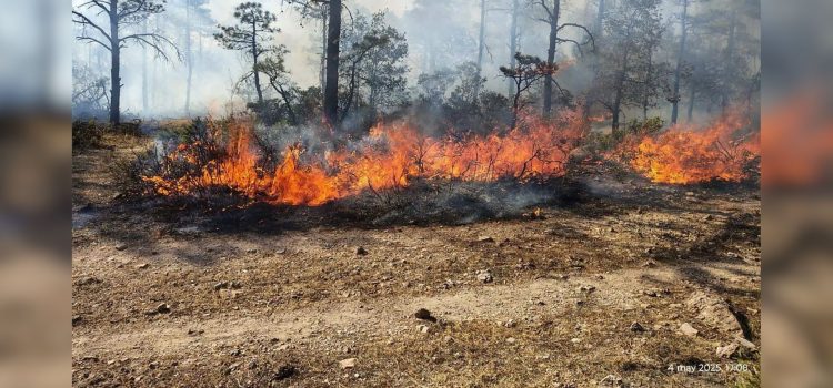 Hay 11 incendios forestales activos en Chihuahua; DSPM entrega equipo a brigadistas para combatirlos Hay 11 incendios forestales activos en Chihuahua; DSPM entrega equipo a brigadistas para combatirlos