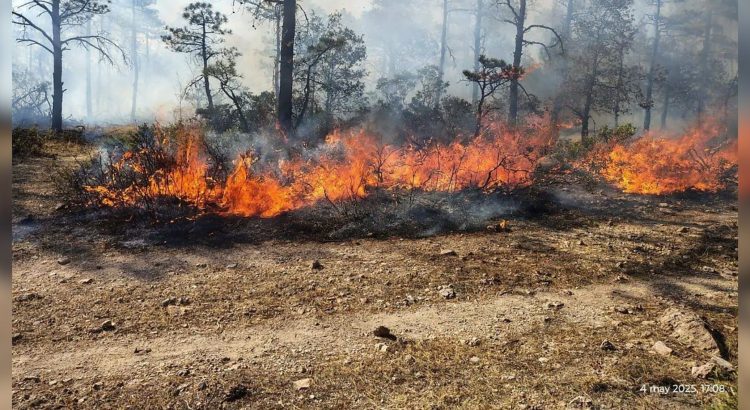 Hay 11 incendios forestales activos en Chihuahua; DSPM entrega equipo a brigadistas para combatirlos