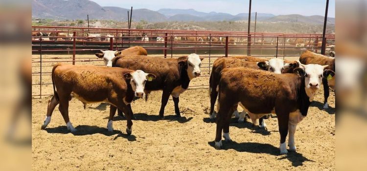 Chihuahua invierte recursos extraordinarios para frenar el gusano barrenador: Gobierno del Estado Chihuahua invierte recursos extraordinarios para frenar el gusano barrenador: Gobierno del Estado