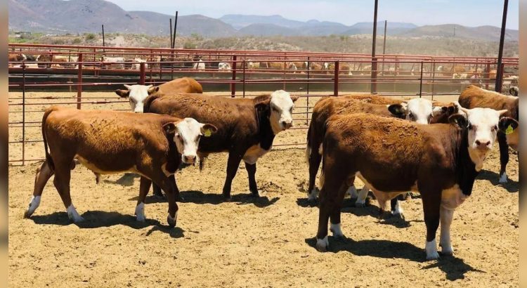Chihuahua invierte recursos extraordinarios para frenar el gusano barrenador: Gobierno del Estado