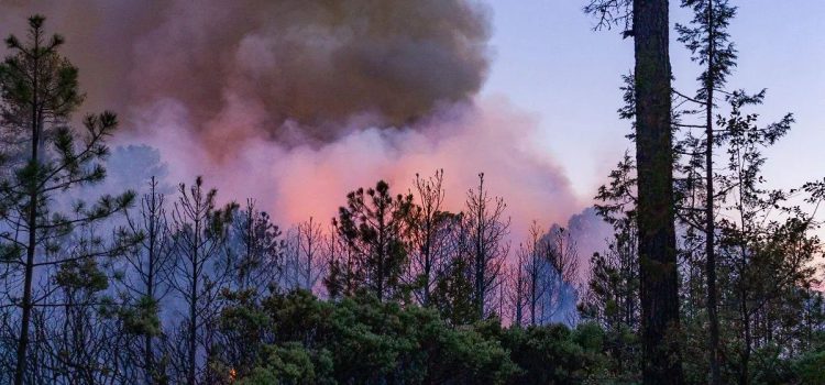 Chihuahua concentra seis de los 15 incendios forestales activos en el país