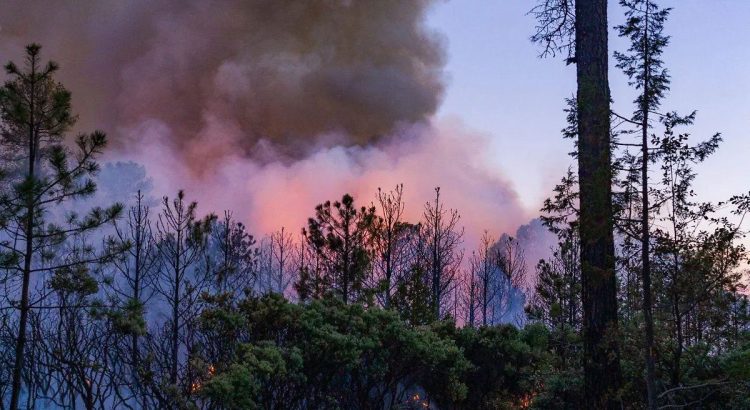 Chihuahua concentra seis de los 15 incendios forestales activos en el país