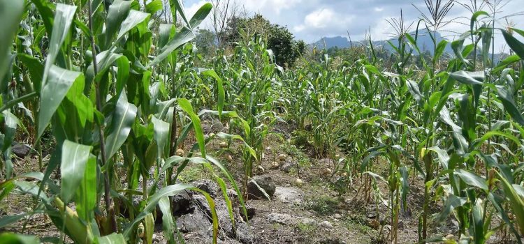 Cae producción de maíz un 50% en Chihuahua debido a la sequía y al bajo rendimiento en las zonas de riego Cae producción de maíz un 50% en Chihuahua debido a la sequía y al bajo rendimiento en las zonas de riego